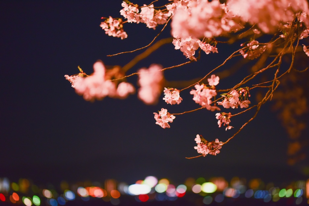 夜桜