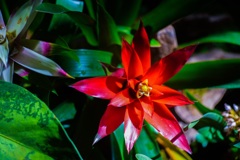紅い花