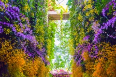 花の通り道