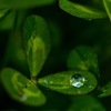 水玉