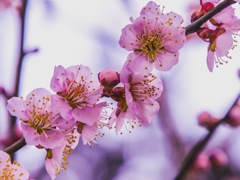 梅の整列