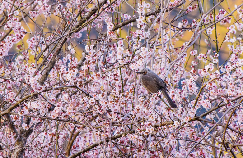 鳥と梅