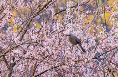 鳥と梅