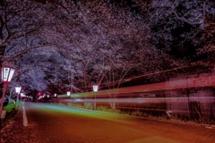 桜トンネル