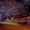 桜トンネル