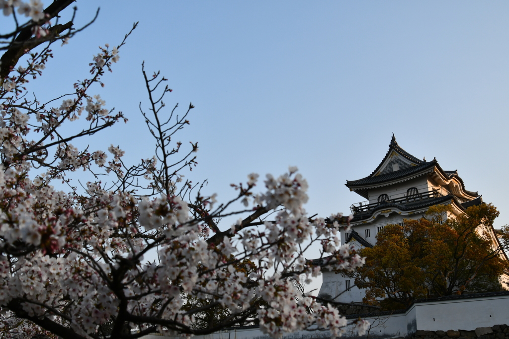 お城と桜