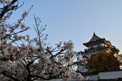 お城と桜