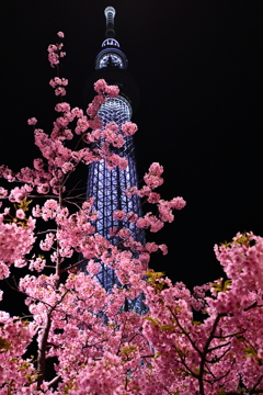 スカイツリーと桜