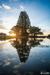 20210805縫いの池-026