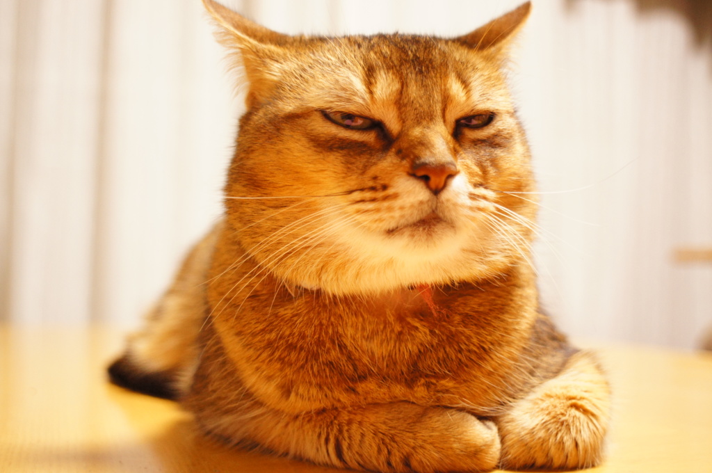 愛猫ちゃん