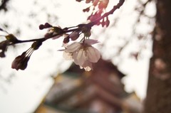 大阪城で春を感じました。