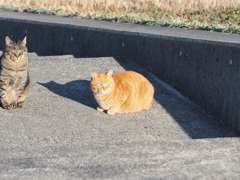 朝のにゃんこ