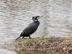 イケメンカワウ