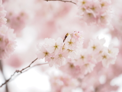 春感