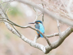 初めてカワセミ