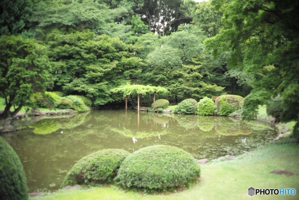 御苑 藤棚