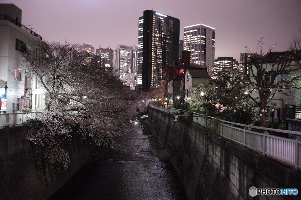 夜桜
