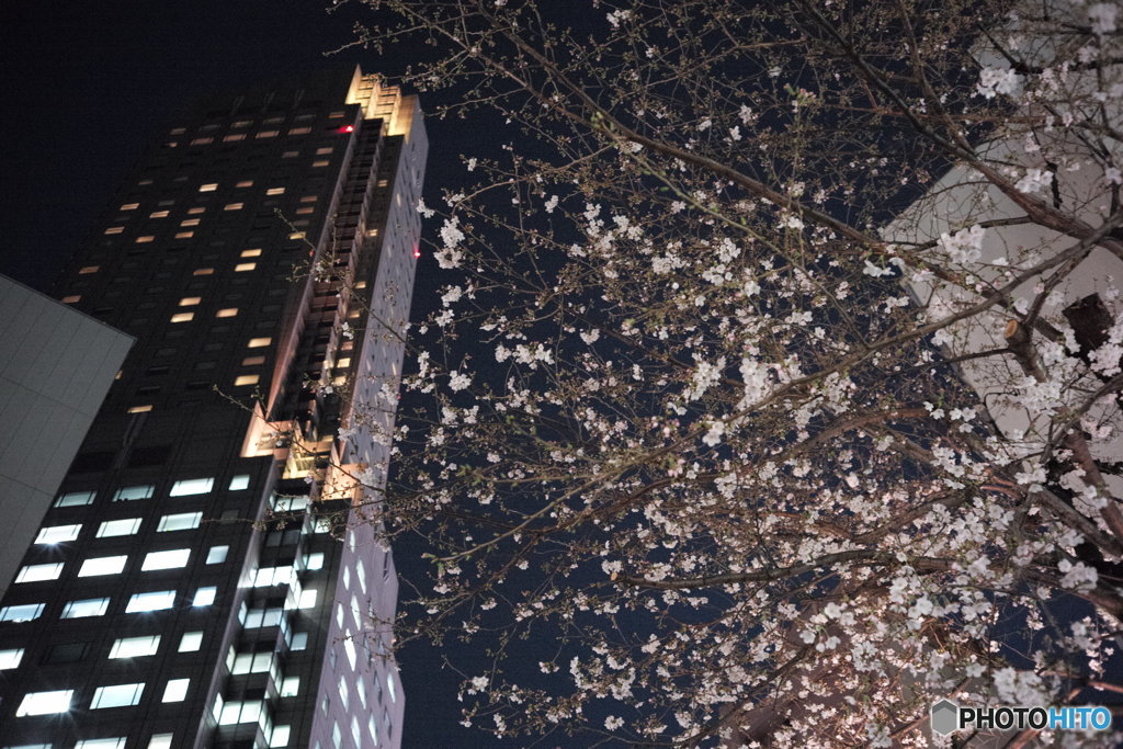 夜桜