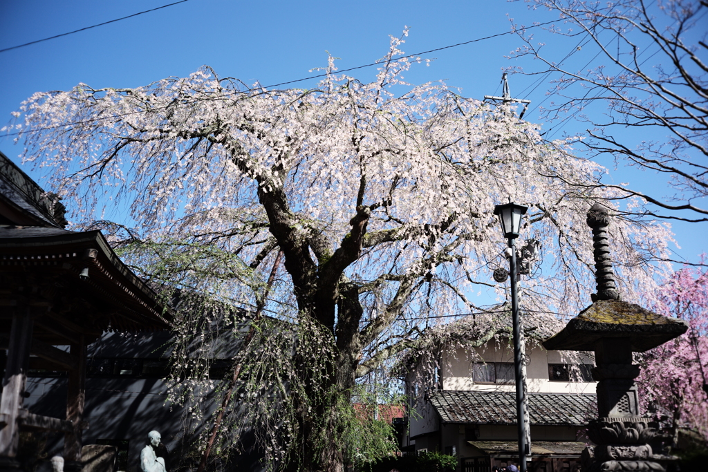 お寺の桜