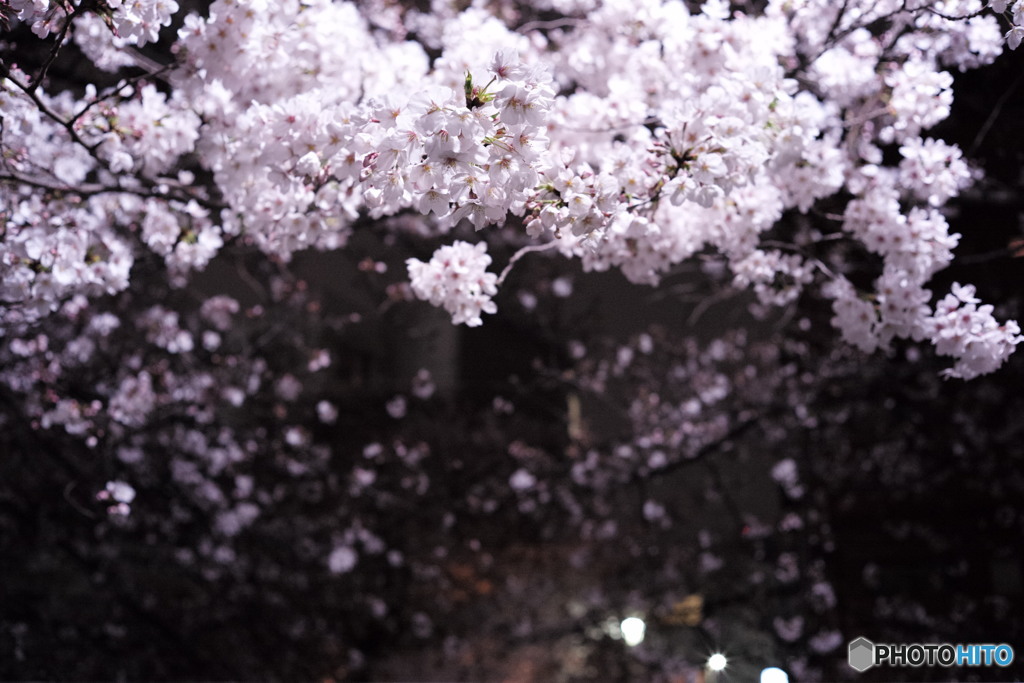 夜桜