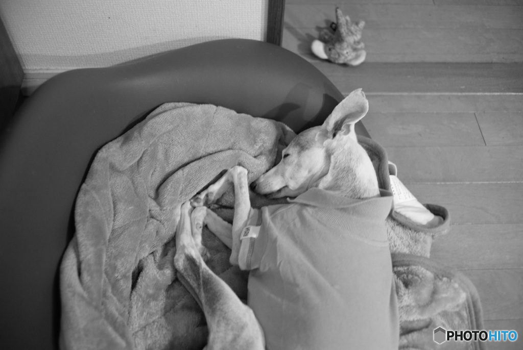 ウチの犬