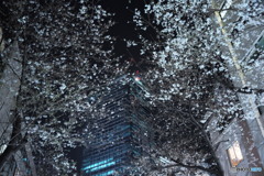 夜桜