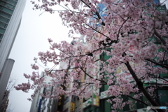 駅前広場の桜