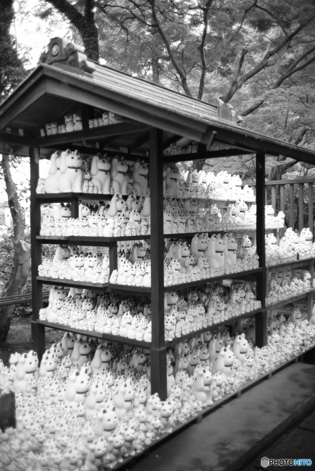 豪徳寺のニャー