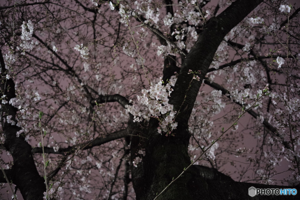 夜桜