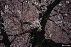 夜桜