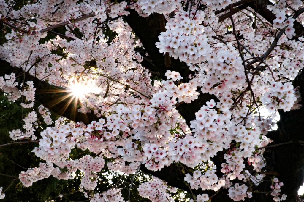 市民公園の桜