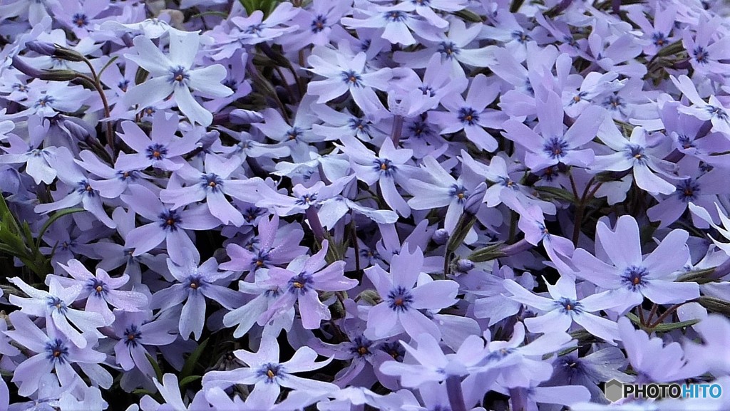 芝桜