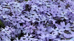 芝桜