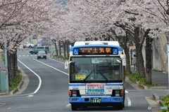桜街道