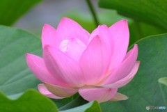 蓮