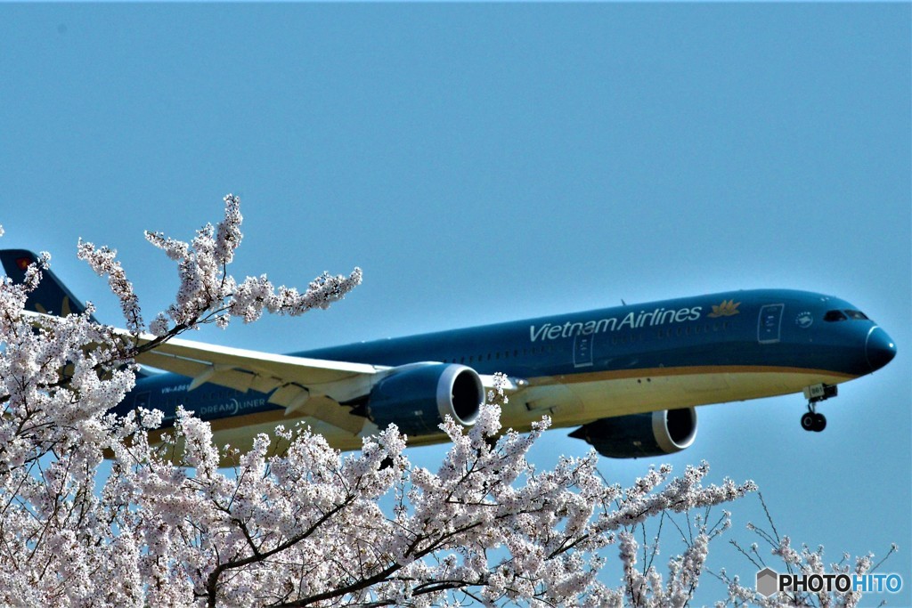 桜と飛行機２