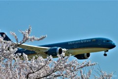 桜と飛行機２