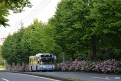 花と緑の路線バス