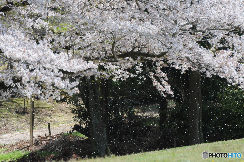 桜吹雪