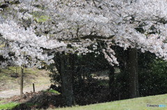 桜吹雪