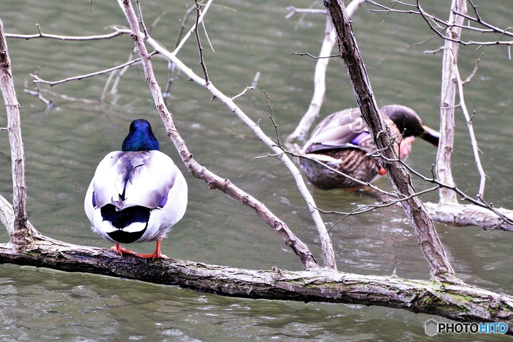 水辺の鳥
