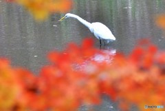 紅葉