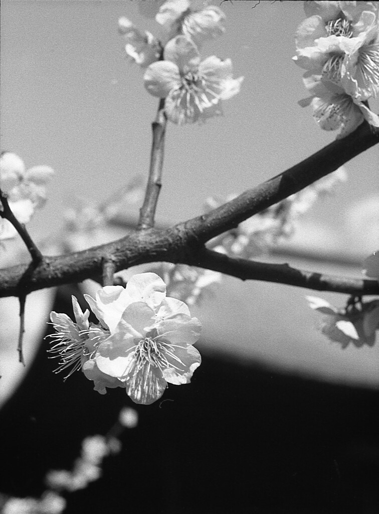 ume1