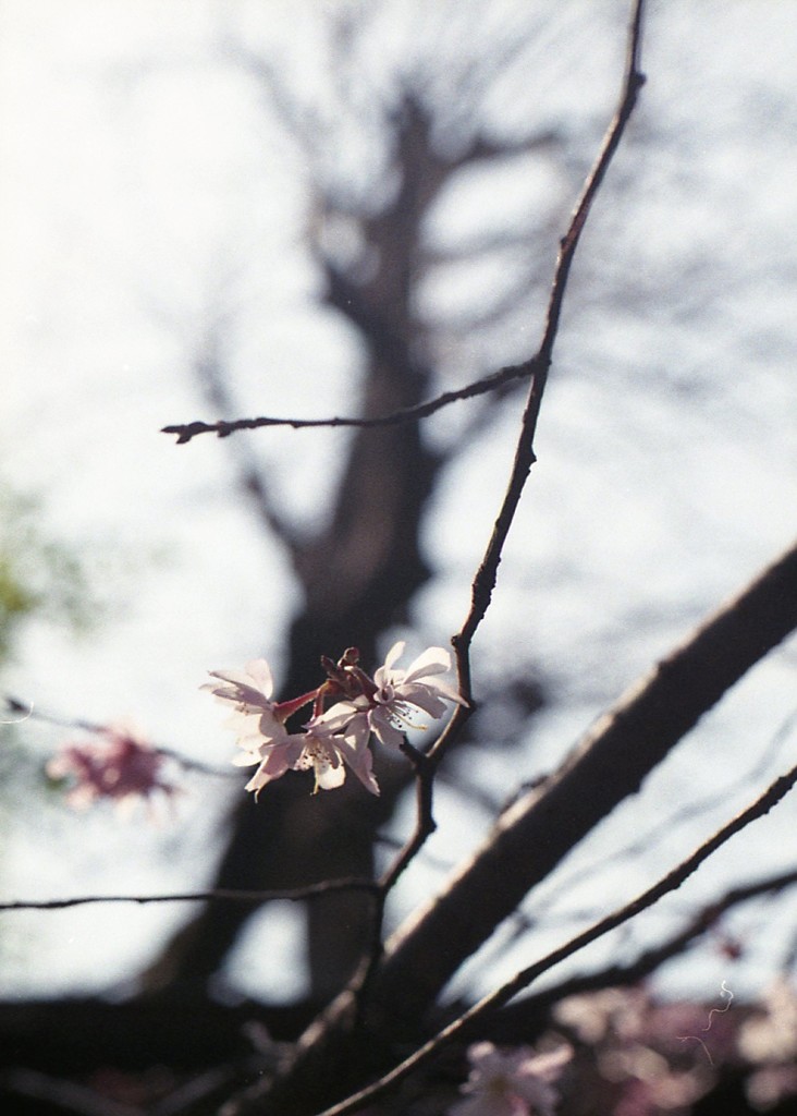 sakura3