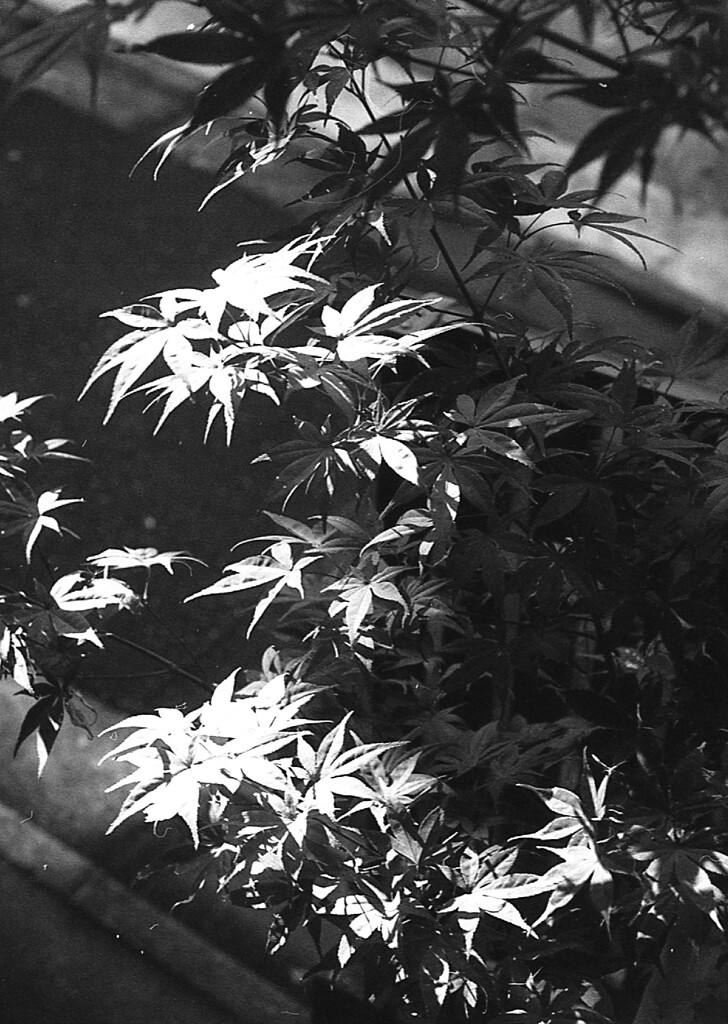 momiji1