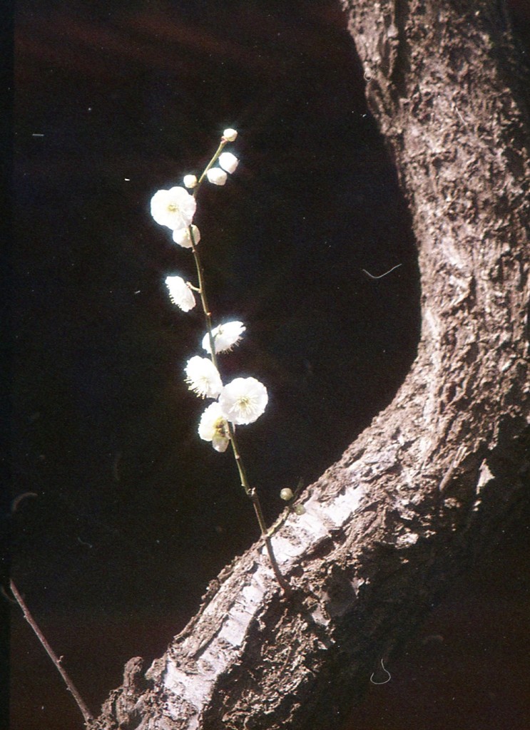 ume2