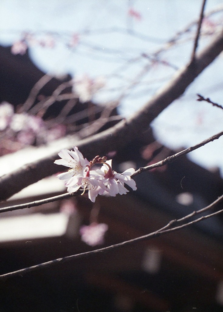 sakura4