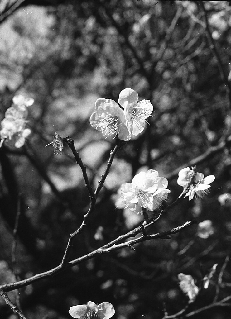 ume2