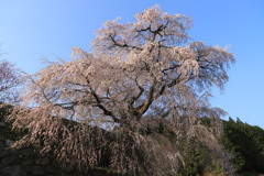 又兵衛桜