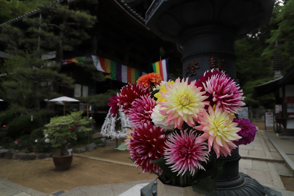 岡寺